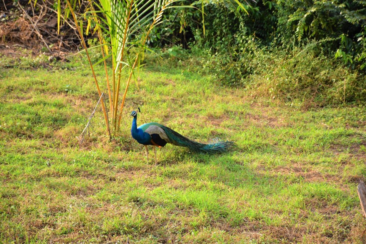 Ashansa Lagoon Resort Tangalle Eksteriør billede
